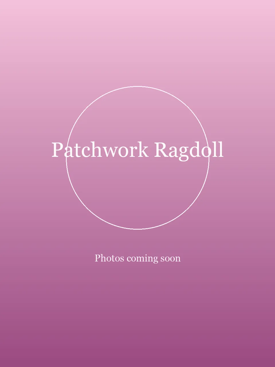 Patchwork Ragdoll party character in Houston